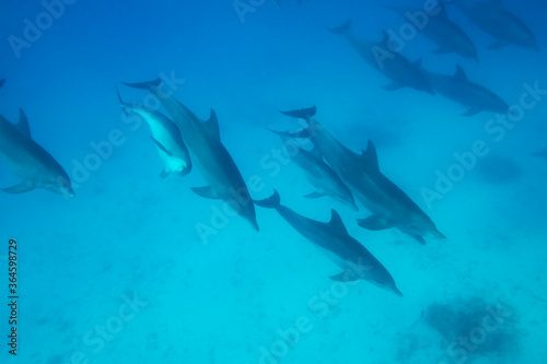 Bottlenose Dolphins, Matemwe Bay, Zanzibar, Tanzania, Africa © Paul