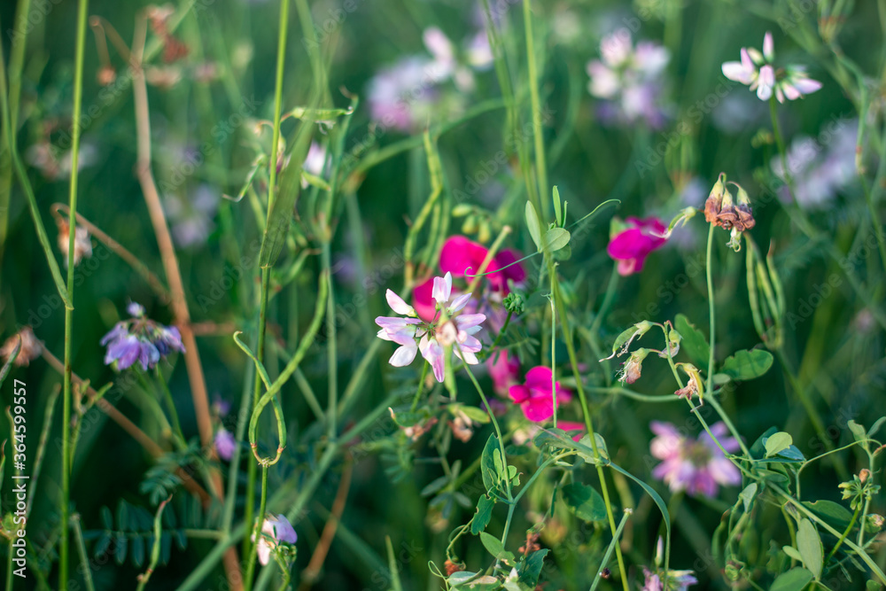 wildflowers green background summer day