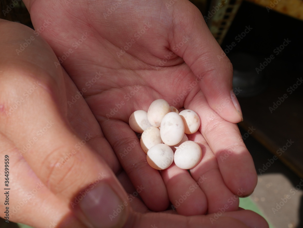 lizard eggs in hands