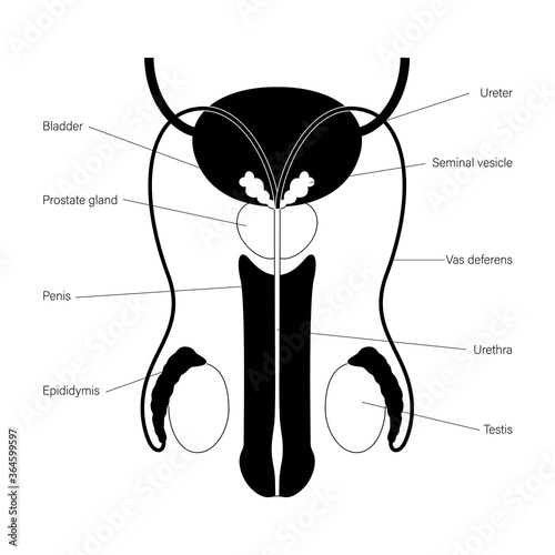 Male reproductive system