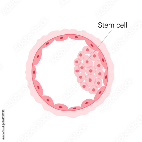Reproductive system concept
