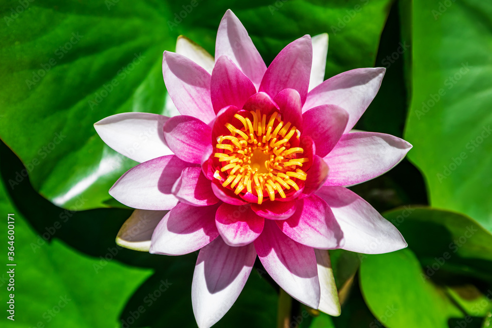 Water lily growing on an artificial water reservoir Water lily growing on an artificial water reservoir