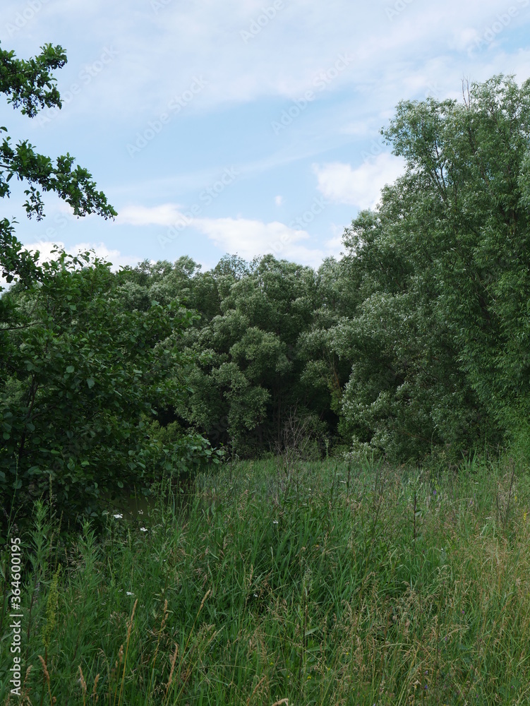 dense forest and grass