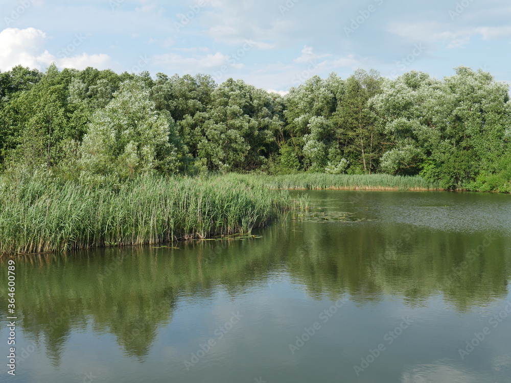 river and forest around. Lots of grass