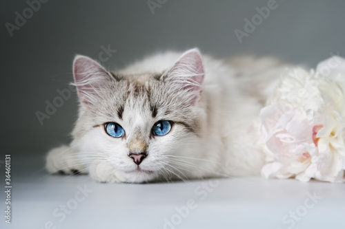 Fototapeta Naklejka Na Ścianę i Meble -  White cat with blue eyes near a bouquet of fresh peonies     
