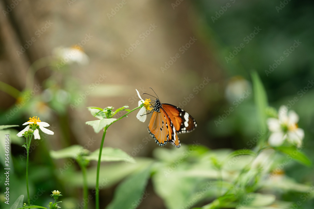 flower with butterfly wallpaper background flower with butterfly wallpaper background