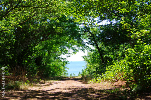 Fototapeta Naklejka Na Ścianę i Meble -  The road to the sea through dense thickets.