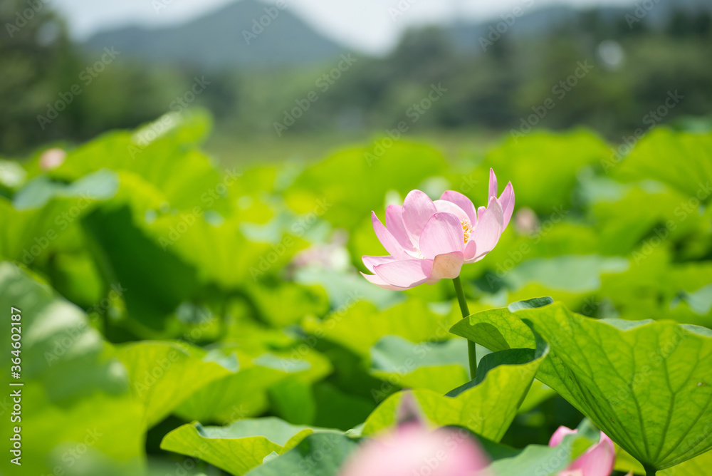 満開の蓮 満開の蓮