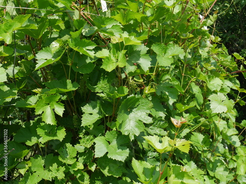 green leaves in the garden photo