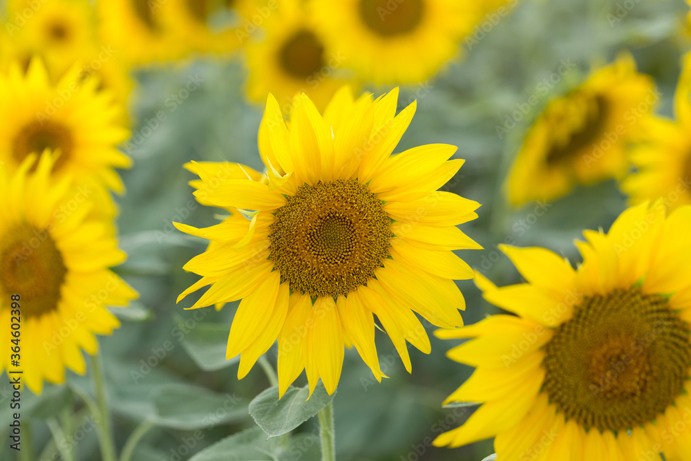 Bright golden sunflower field at sunset.