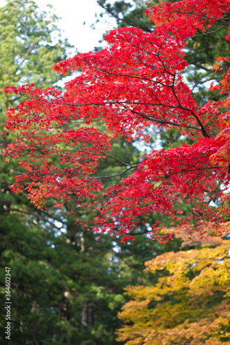 autumn leaf red orange wallpaper background © ato