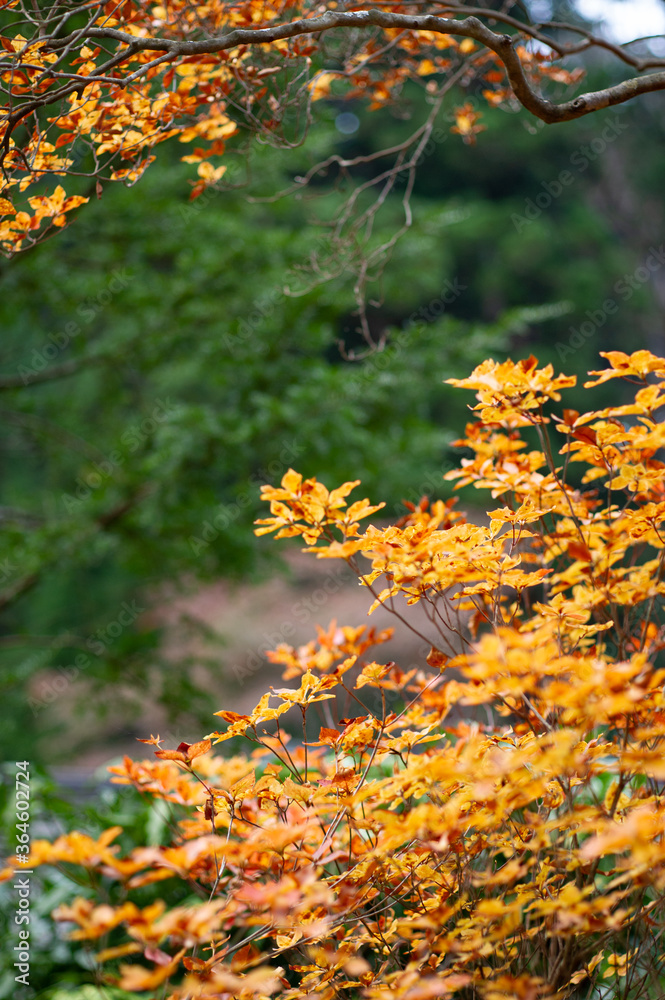 autumn leaf red orange wallpaper background autumn leaf red orange wallpaper background
