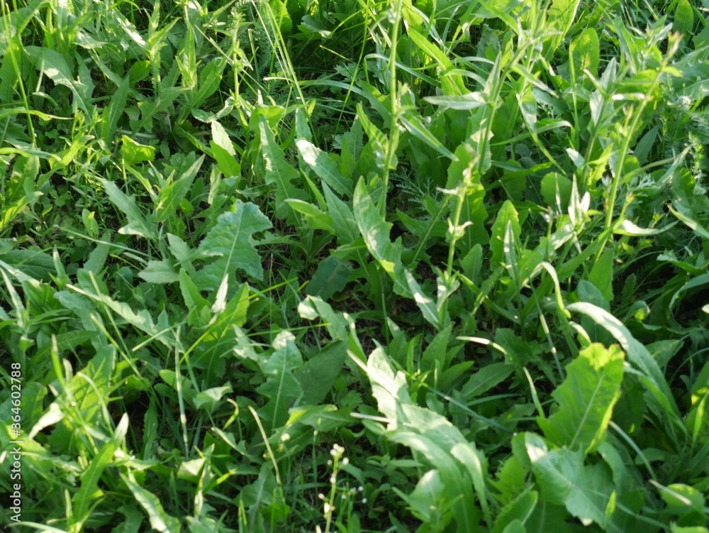 texture of green grass texture of green grass