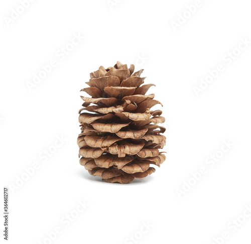 brown dry japanese larch cone isolated on white background