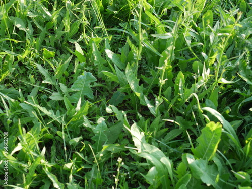 texture of green grass