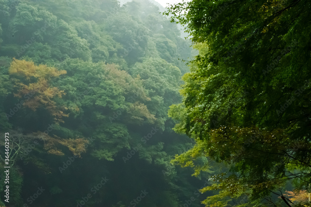 morning in the forest wallpaper background morning in the forest wallpaper background