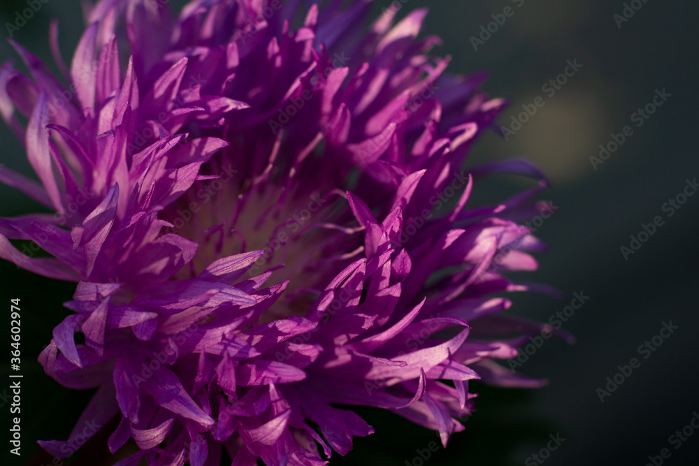 close up of a purple flower close up of a purple flower