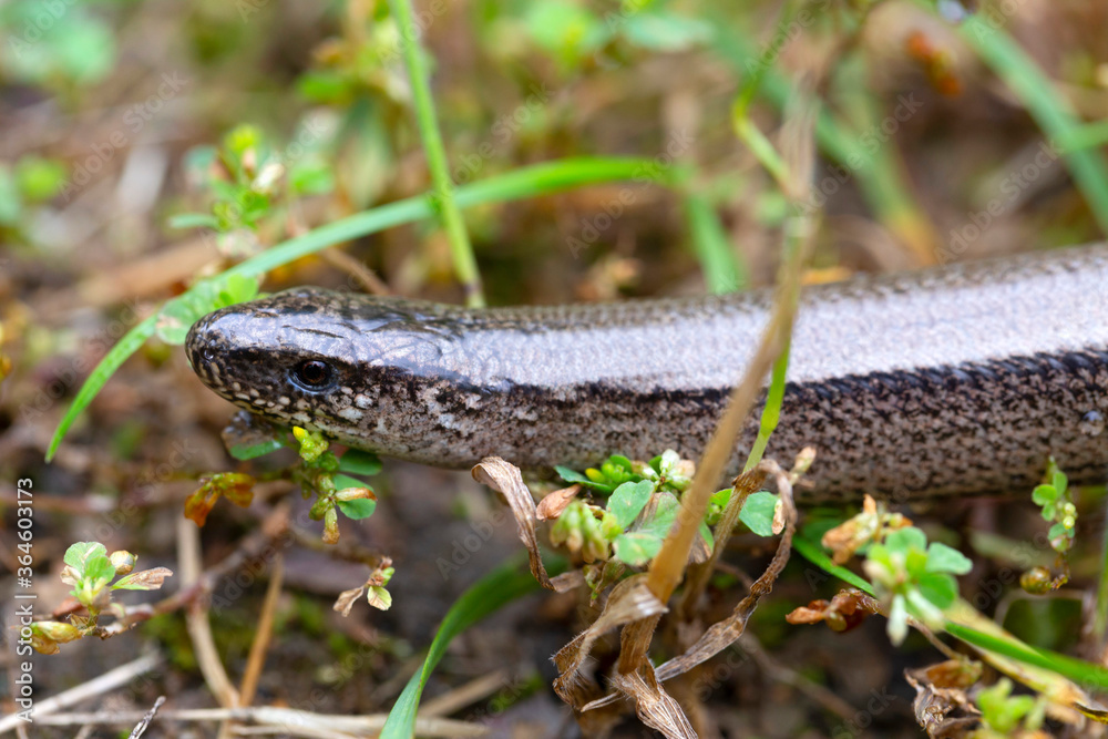 Fototapeta premium Detail of the Blindworm Fragile (Anguis fragilis) in the Nature