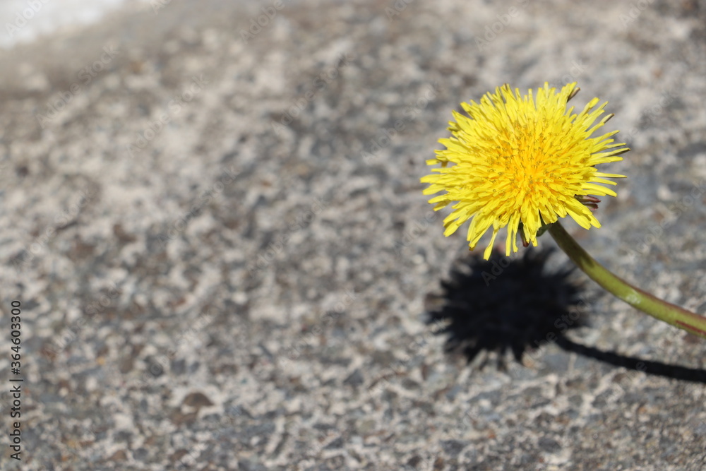 Yellow dandelion flower on concrete pavement Yellow dandelion flower on concrete pavement