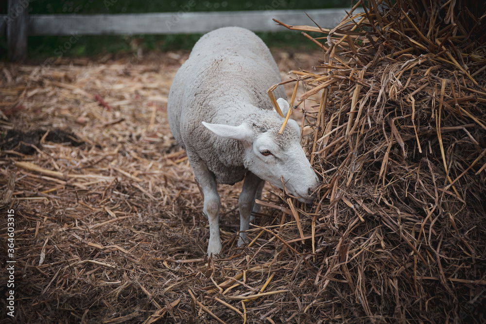 sheep in a farm, grazing, eating dried grass