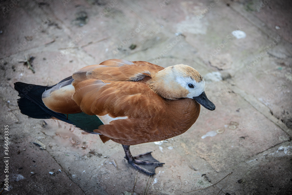 duck in a cage