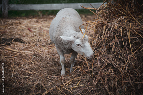 Obraz na płótnie sheep in a farm, grazing, eating dried grass w salonie