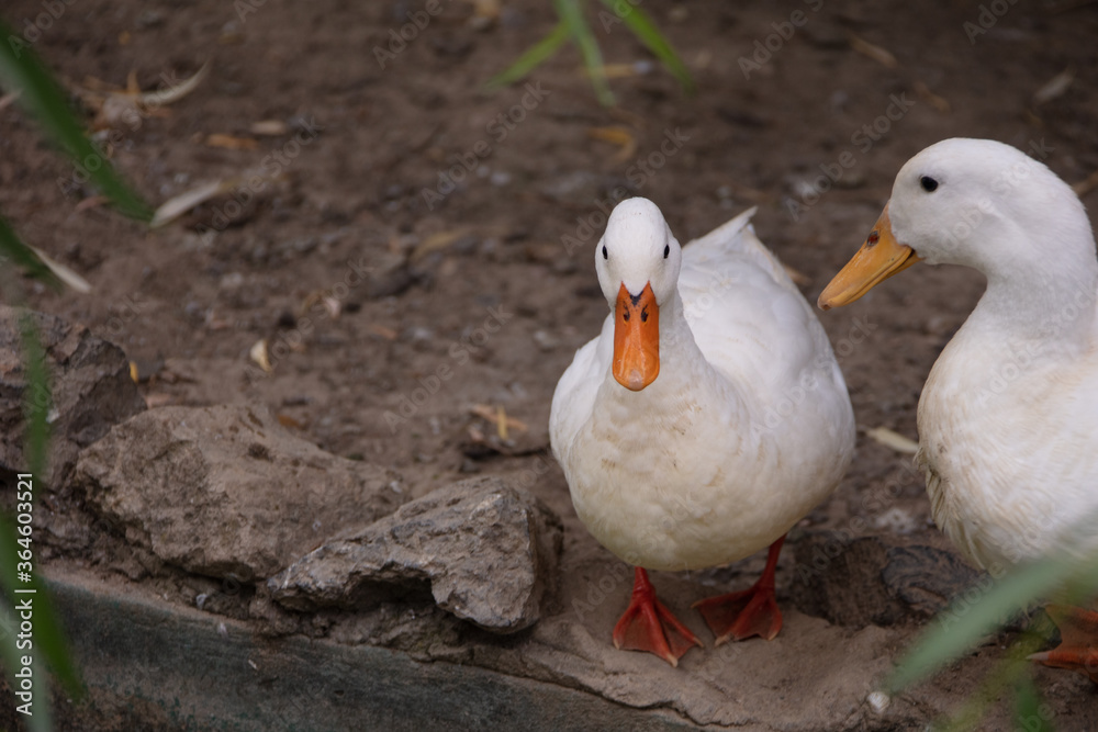 two ducks on the ground