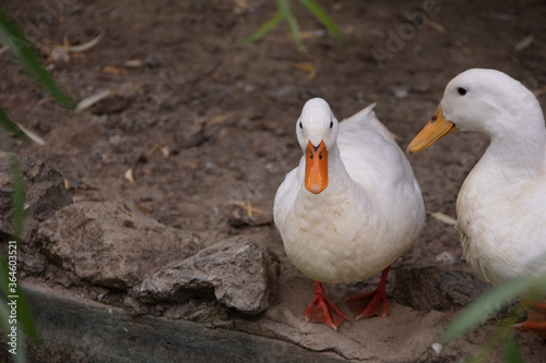 Obraz na płótnie two ducks on the ground w salonie