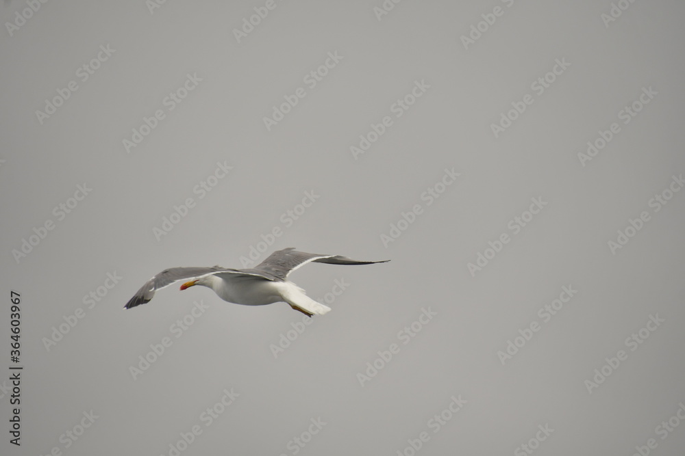 Obraz premium GAVIOTA VOLANDO