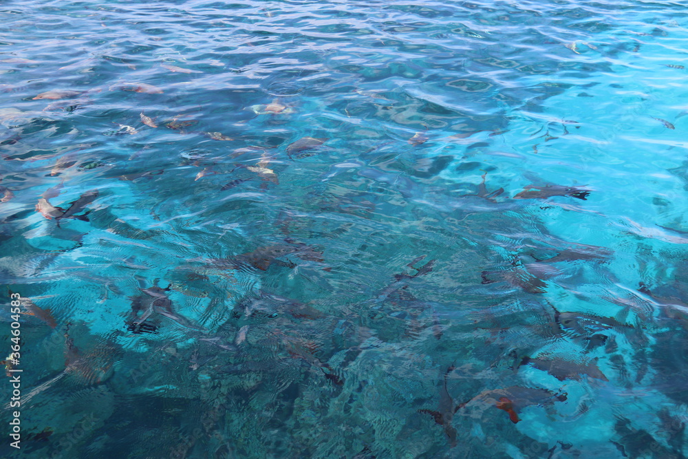 Fototapeta premium Poissons dans la passe de Tiputa à Rangiroa, Polynésie française 