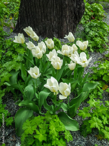 Tulips