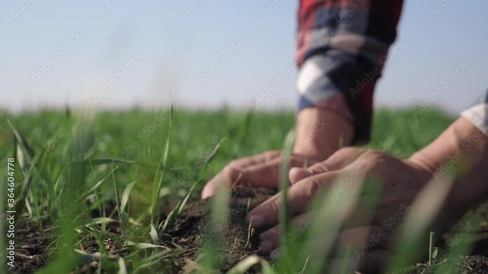 lifestyle farmer man holds in hand pile of dirt soil. eco farming ground agriculture concept. male worker studies winter green wheat crops works in field. agronomist prepare to harvest crop large lifestyle farmer man holds in hand pile of dirt soil. eco farming ground agriculture concept. male worker studies winter green wheat crops works in field. agronomist prepare to harvest crop large