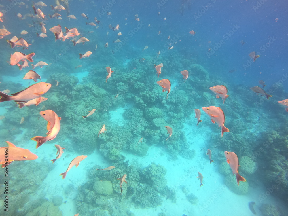 Fototapeta premium Banc de poissons de lagon à Rangiroa, Polynésie française