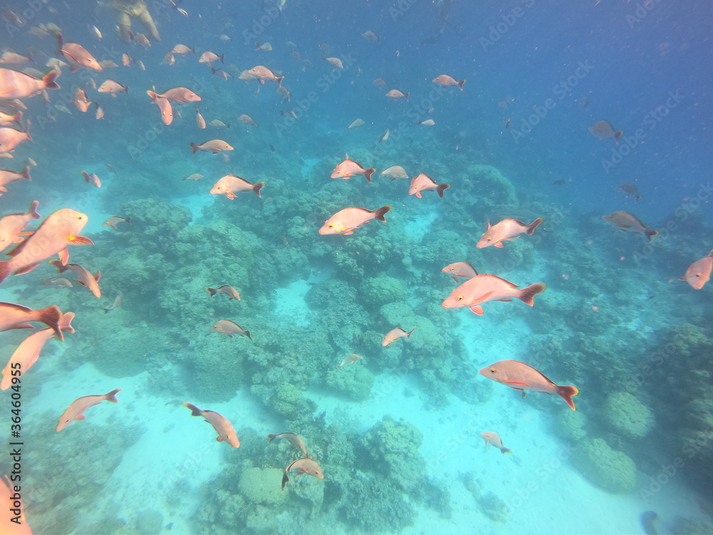 Fototapeta premium Banc de poissons de lagon à Rangiroa, Polynésie française