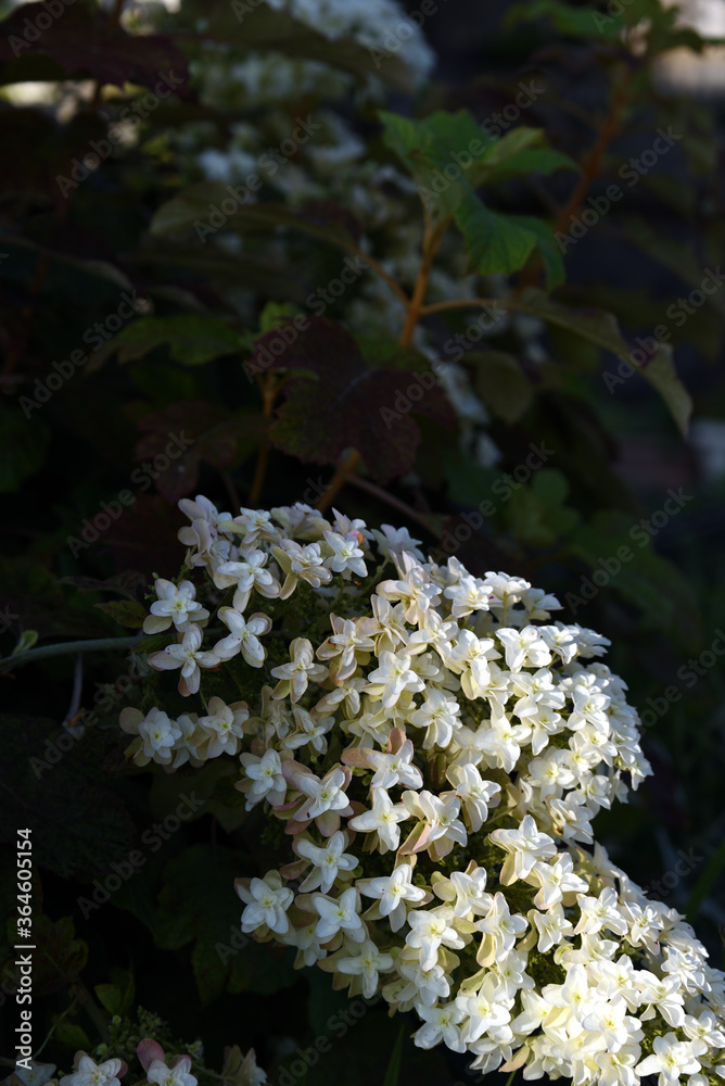 花 花