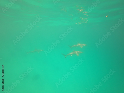 Requins de lagon à Rangiroa, Polynésie française