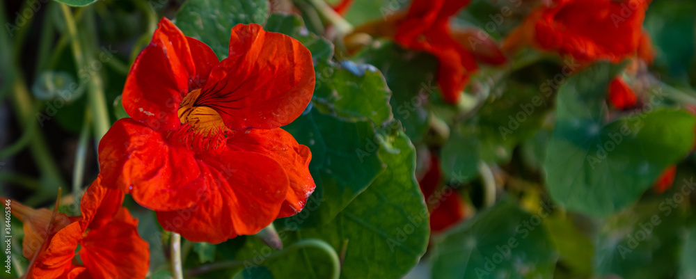red poppy flower red poppy flower