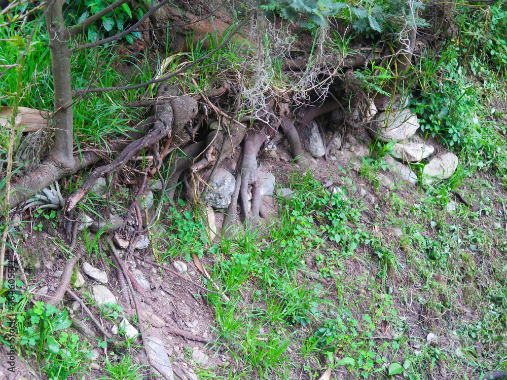 trunk and roots of old tree