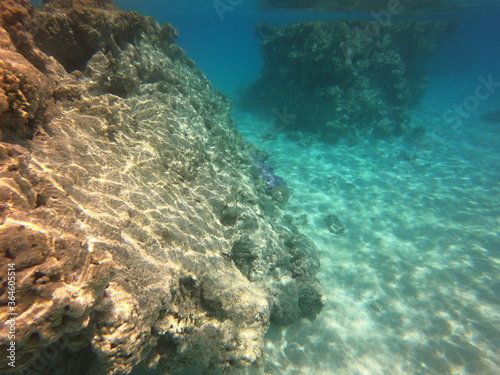 R  cif de corail du lagon bleu    Rangiroa  Polyn  sie fran  aise