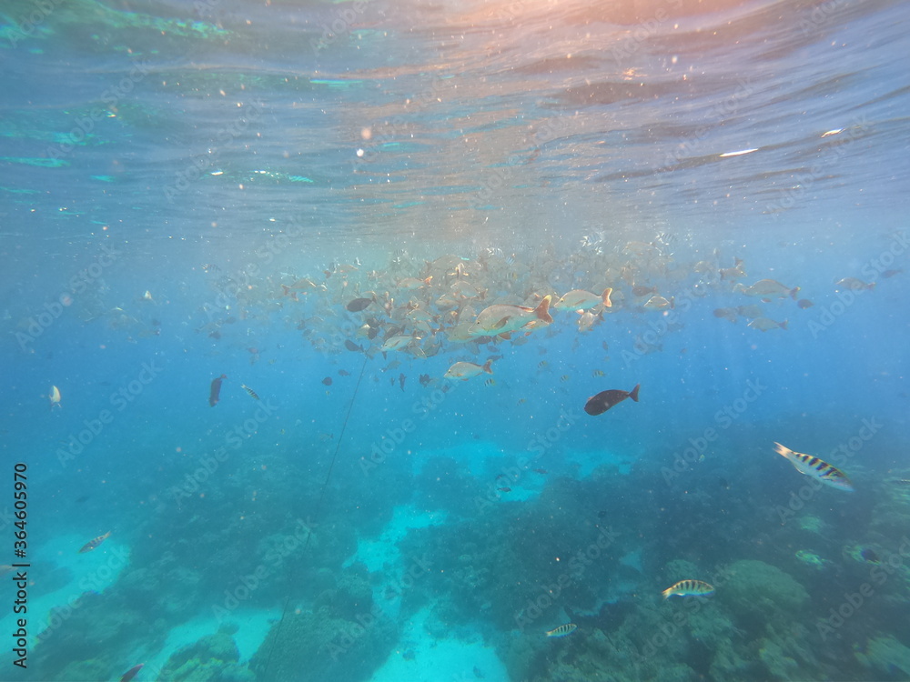 Fototapeta premium Poissons de lagon à Rangiroa, Polynésie française 