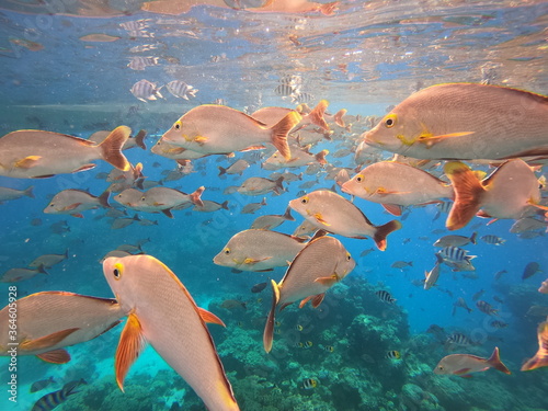 Banc de poissons de lagon à Rangiroa, Polynésie française
