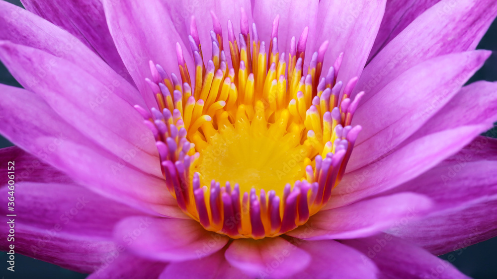 inside a pink and yellow colorful waterlily lotus flower, macro photography of the exotic flora in a tropical botanical garden in Bangkok, Thailand inside a pink and yellow colorful waterlily lotus flower, macro photography of the exotic flora in a tropical botanical garden in Bangkok, Thailand