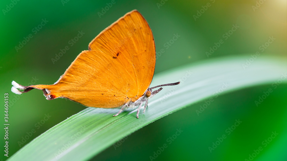 cute orange butterfly with a funny tail on a green leaf, gracious and fragile Lepidoptera with colorful wings and white hairy body, in the tropical island of Koh Phayam, Thailand cute orange butterfly with a funny tail on a green leaf, gracious and fragile Lepidoptera with colorful wings and white hairy body, in the tropical island of Koh Phayam, Thailand