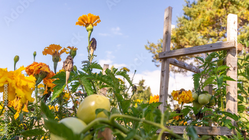 Orange and yellow marigold growing next to tomatoes for a companion planting in a raised bed permaculture garden. Used for organic gardening pest control. At sun down.