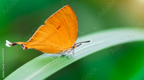 cute orange butterfly with a funny tail on a green leaf, gracious and fragile Lepidoptera with colorful wings and white hairy body, in the tropical island of Koh Phayam, Thailand
