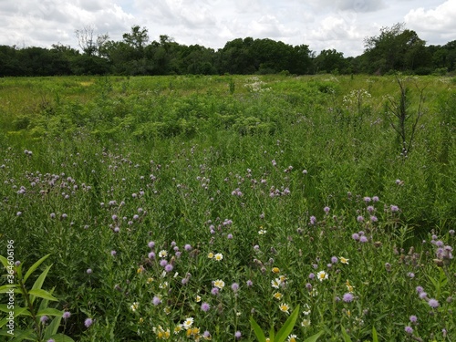Rural Prarie Landscape with Wildflowers