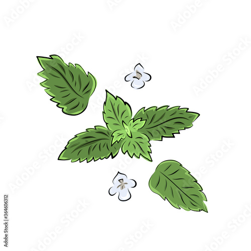Colorful melissa hand drawn set. Green seasoning. Medicinal herbs and spices. Harvest green raw lemon balm branches, leaves and flowers. Herbal vector illustration isolated on white background.