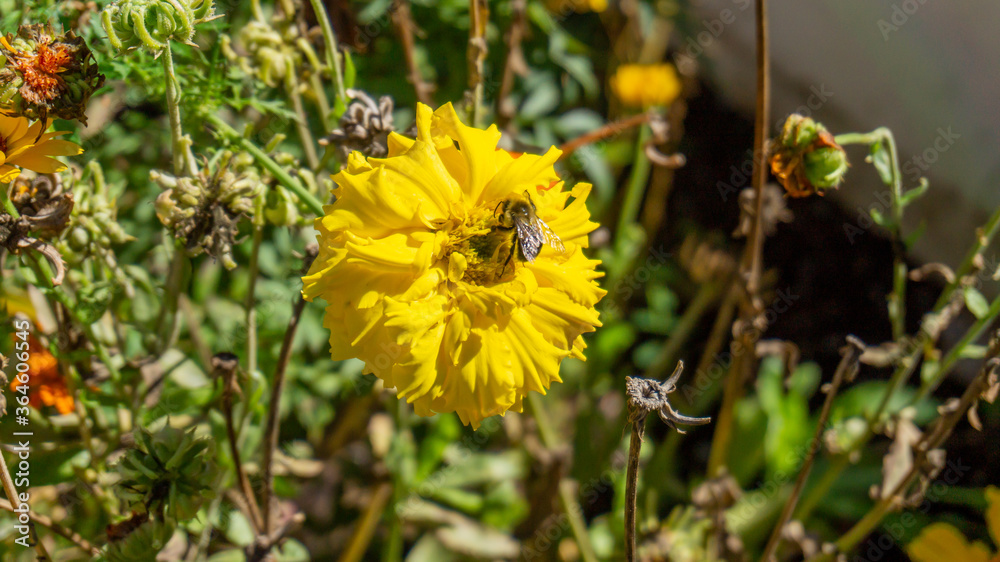 Bumble bee on a yellow marigold pollinating the flower in a permaculture garden, used as a companion plant for pest control in organic gardening. Bumble bee on a yellow marigold pollinating the flower in a permaculture garden, used as a companion plant for pest control in organic gardening.