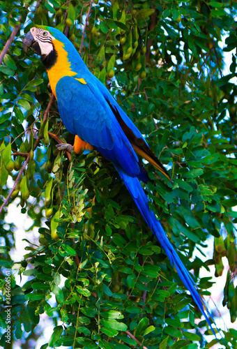 blue and yellow macaw photo