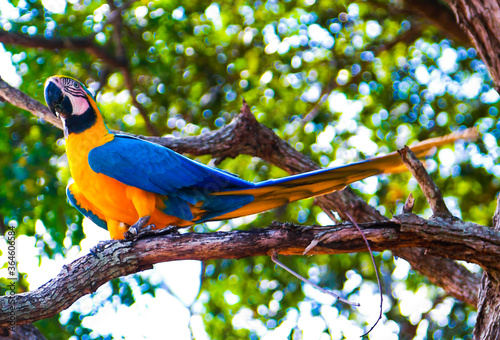 blue and yellow macaw photo